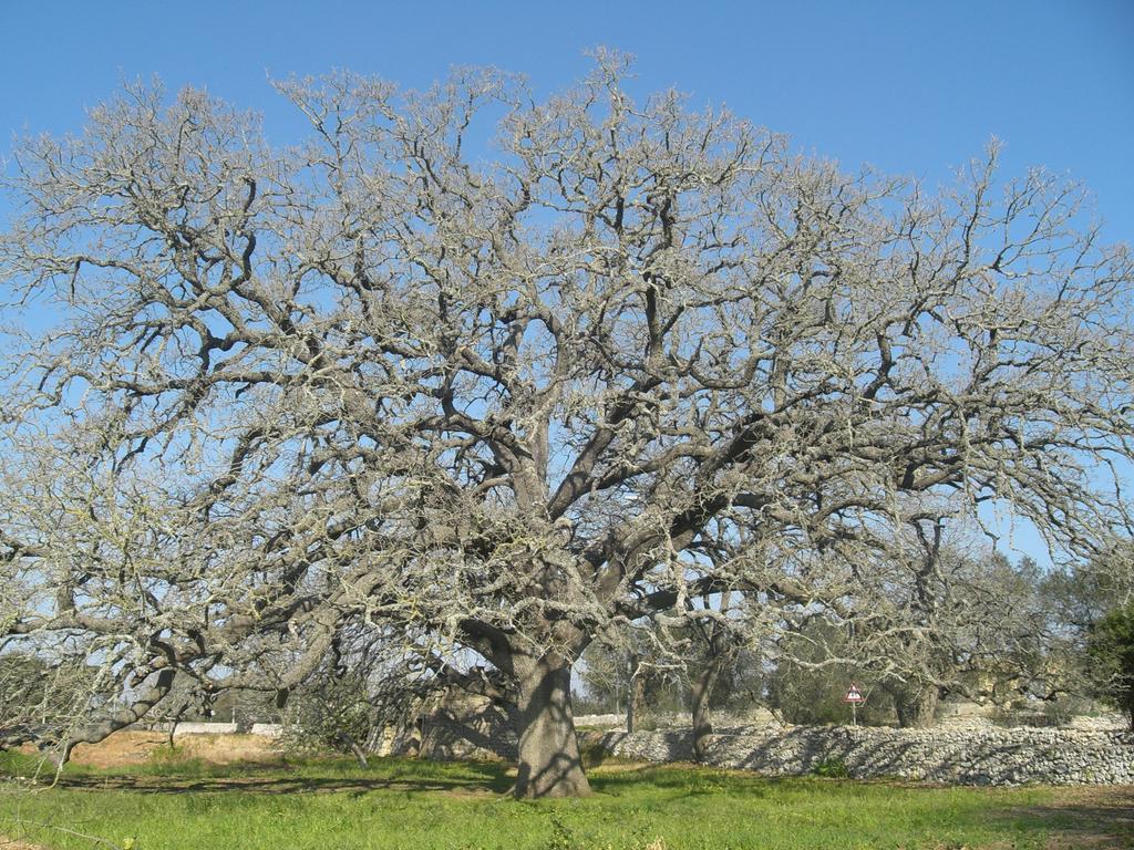 مبيت وإفطار تريكاس Masseria Uccio المظهر الخارجي الصورة