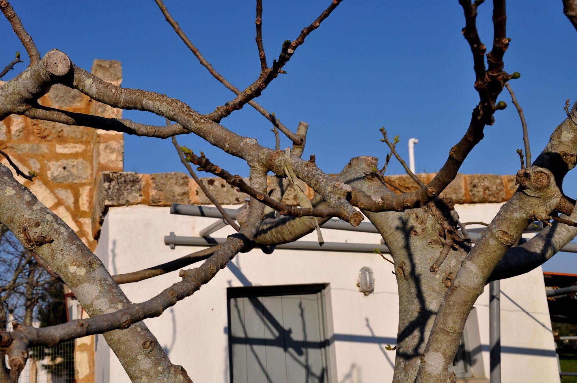 مبيت وإفطار تريكاس Masseria Uccio المظهر الخارجي الصورة